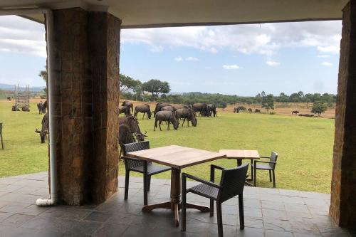 Wildlife view from Lodge