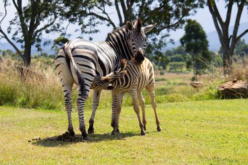 Zebra Mother & Calf